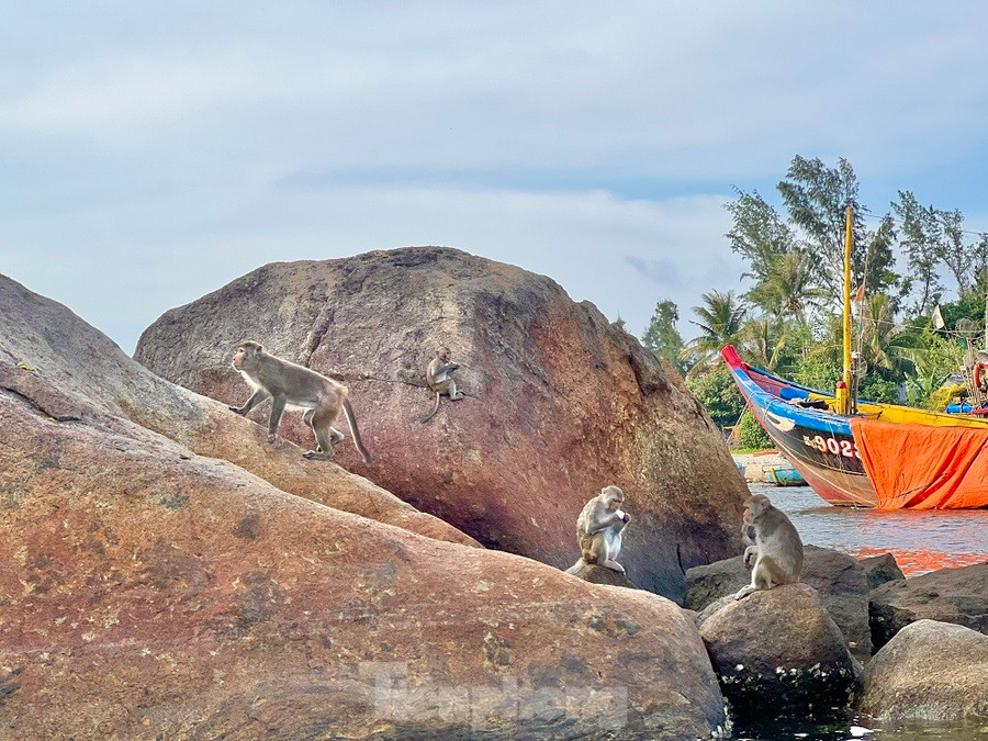 Đàn khỉ vàng ở đảo Hòn Trà trước khi di dời về Vườn Quốc gia Kon Ka Kinh. Ảnh: Nguyên Chất/TPO