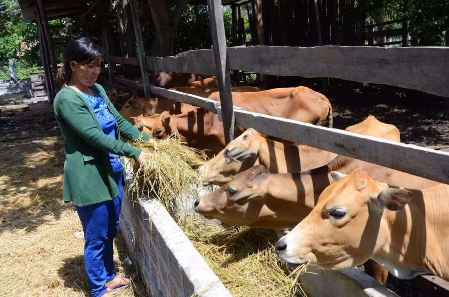 Nhờ được vay vốn tín dụng ưu đãi, chị Nay Hoa (buôn Biah A, xã Ia Tul, huyện Ia Pa) nuôi bò sinh sản, vươn lên thoát nghèo. Ảnh: Trần Đức