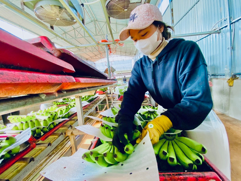 Đóng gói sản phẩm chuối xuất khẩu tại Công ty cổ phần Nông nghiệp công nghệ cao Hưng Sơn (huyện Đak Đoa). Ảnh: Hà Duy Đóng gói sản phẩm chuối xuất khẩu tại Công ty cổ phần Nông nghiệp công nghệ cao Hưng Sơn (huyện Đak Đoa). Ảnh: Hà Duy