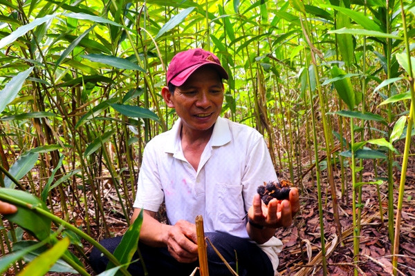 Người dân làng Hà Nừng (xã Sơn Lang, huyện Kbang) thu hoạch quả sa nhân tím. Ảnh: N.S Người dân làng Hà Nừng (xã Sơn Lang, huyện Kbang) thu hoạch quả sa nhân tím. Ảnh: N.S