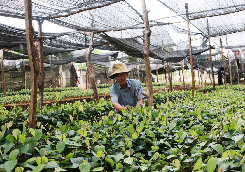 Vườn ươm giống hồ tiêu. Ảnh: Nguyễn Diệp