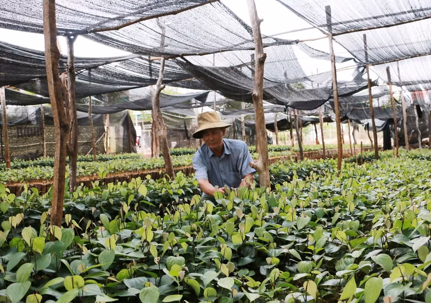 Vườn ươm giống hồ tiêu. Ảnh: Nguyễn Diệp