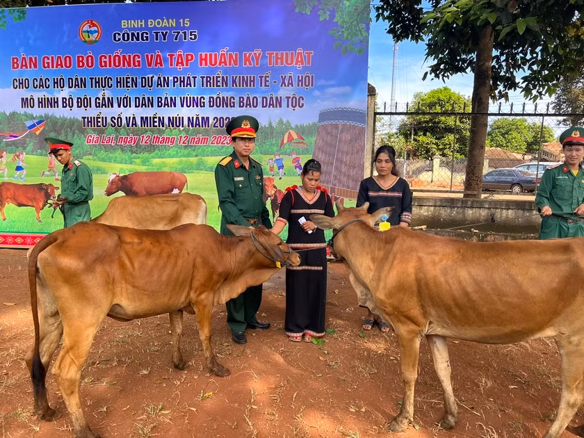 Đại tá Nguyễn Phúc Khính-Giám đốc Công ty 715 bàn giao bò giống cho các hộ công nhân. Ảnh: Đinh Yến