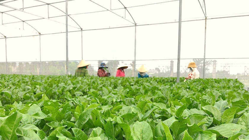 Vườn cây chanh dây đầu dòng của Công ty TNHH một thành viên Giống cây trồng Gia Lai. Ảnh: Nguyễn Diệp Vườn cây chanh dây đầu dòng của Công ty TNHH một thành viên Giống cây trồng Gia Lai. Ảnh: Nguyễn Diệp