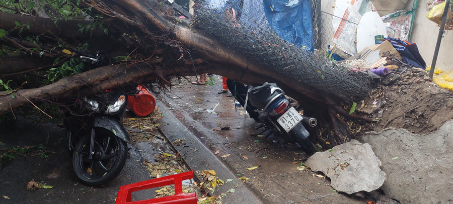 Cây đổ cũng đè bẹp 4 xe máy của người dân dựng bên lề đường Nguyễn Thái Học. Ảnh: Trần Đức Cây đổ cũng đè bẹp 4 xe máy của người dân dựng bên lề đường Nguyễn Thái Học. Ảnh: Trần Đức