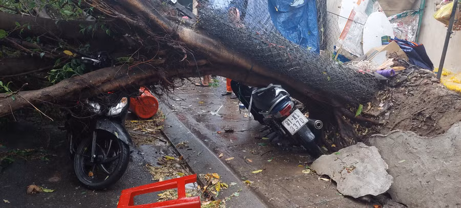 Cây đổ cũng đè bẹp 4 xe máy của người dân dựng bên lề đường Nguyễn Thái Học. Ảnh: Trần Đức