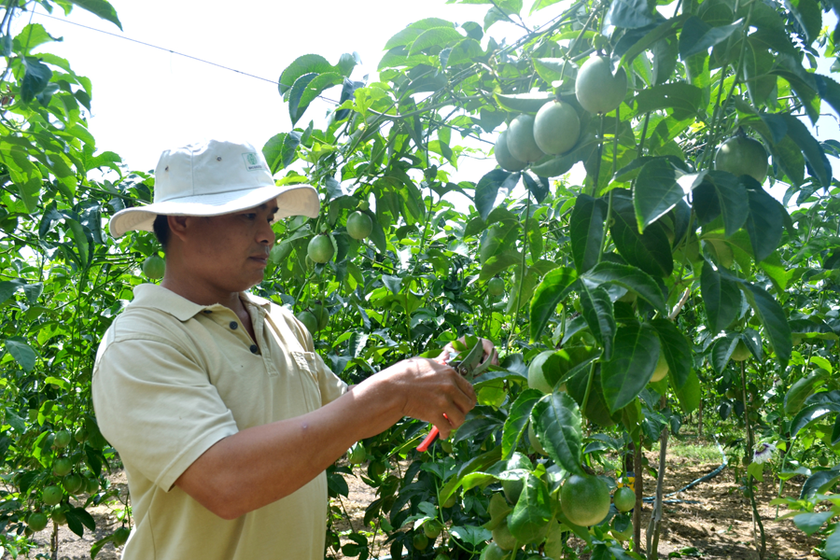 Nông dân Gia Lai chăm sóc vườn chanh dây. Ảnh: L.H Nông dân Gia Lai chăm sóc vườn chanh dây. Ảnh: L.H