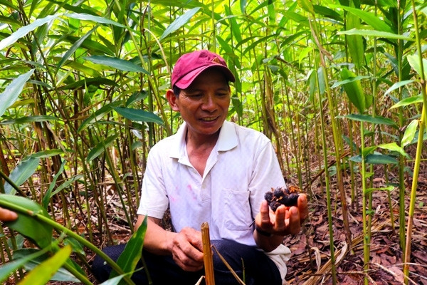 Người dân làng Hà Nừng (xã Sơn Lang, huyện Kbang) thu hoạch quả sa nhân tím. Ảnh: N.S