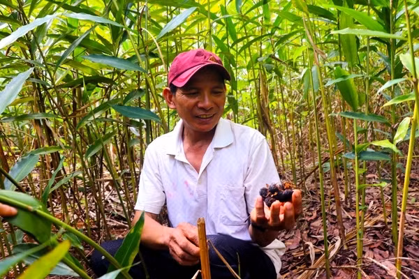 Người dân làng Hà Nừng (xã Sơn Lang, huyện Kbang) thu hoạch quả sa nhân tím. Ảnh: N.S Người dân làng Hà Nừng (xã Sơn Lang, huyện Kbang) thu hoạch quả sa nhân tím. Ảnh: N.S