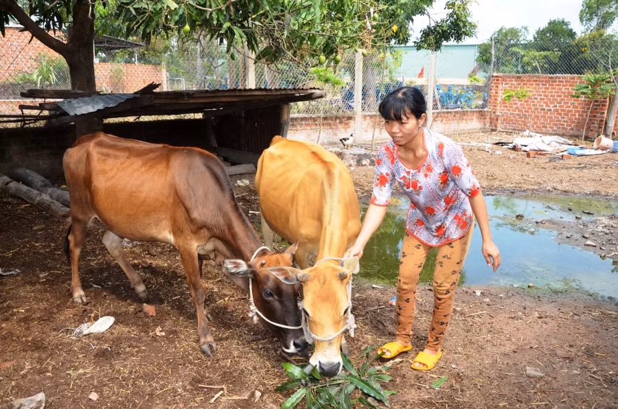 Gia đình chị Ksor H’Lem (SN 1979, ở tổ 4, phường Cheo Reo, thị xã Ayun Pa) được Ủy ban MTTQ thị xã hỗ trợ 2 con bò làm sinh kế và vay vốn phát triển sản xuất nên đã thoát nghèo. Ảnh: Trần Đức Gia đình chị Ksor H’Lem (SN 1979, ở tổ 4, phường Cheo Reo, thị xã Ayun Pa) được Ủy ban MTTQ thị xã hỗ trợ 2 con bò làm sinh kế và vay vốn phát triển sản xuất nên đã thoát nghèo. Ảnh: Trần Đức
