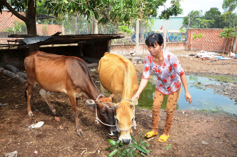 Gia đình chị Ksor H’Lem (SN 1979, ở tổ 4, phường Cheo Reo, thị xã Ayun Pa) được Ủy ban MTTQ thị xã hỗ trợ 2 con bò làm sinh kế và vay vốn phát triển sản xuất nên đã thoát nghèo. Ảnh: Trần Đức Gia đình chị Ksor H’Lem (SN 1979, ở tổ 4, phường Cheo Reo, thị xã Ayun Pa) được Ủy ban MTTQ thị xã hỗ trợ 2 con bò làm sinh kế và vay vốn phát triển sản xuất nên đã thoát nghèo. Ảnh: Trần Đức
