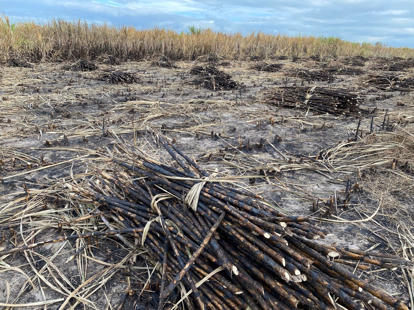 Mía cháy trên cánh đồng xã Ia Piar, huyện Phú Thiện. Ảnh: Văn Ngọc Mía cháy trên cánh đồng xã Ia Piar, huyện Phú Thiện. Ảnh: Văn Ngọc