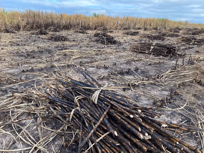Mía cháy trên cánh đồng xã Ia Piar, huyện Phú Thiện. Ảnh: Văn Ngọc Mía cháy trên cánh đồng xã Ia Piar, huyện Phú Thiện. Ảnh: Văn Ngọc