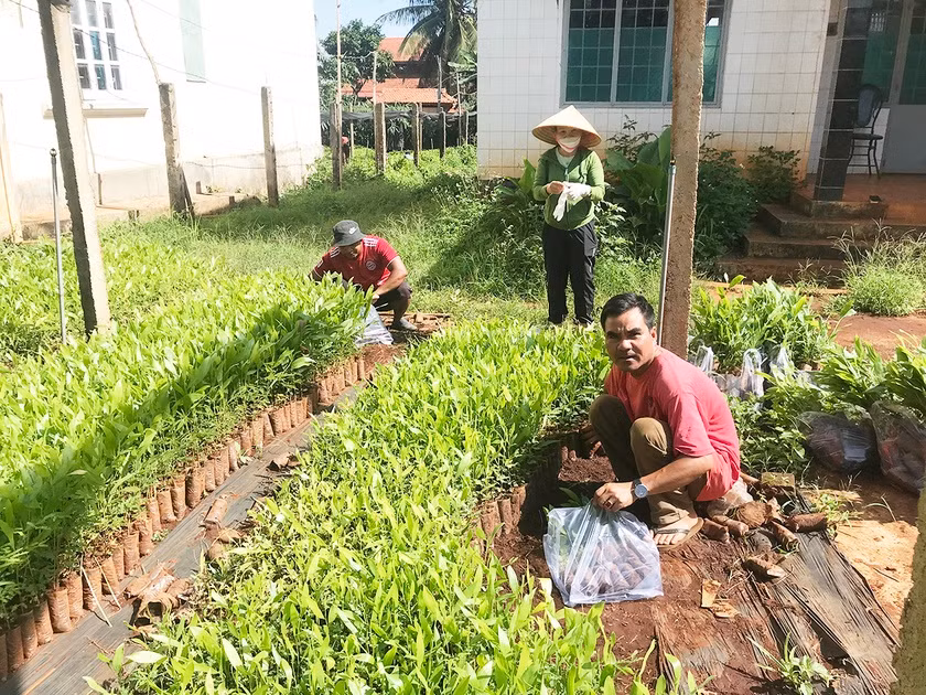 Trung tâm Dịch vụ nông nghiệp huyện Đak Đoa hỗ trợ giống keo lai cho người dân trồng rừng năm 2022. Ảnh: Văn Ngọc