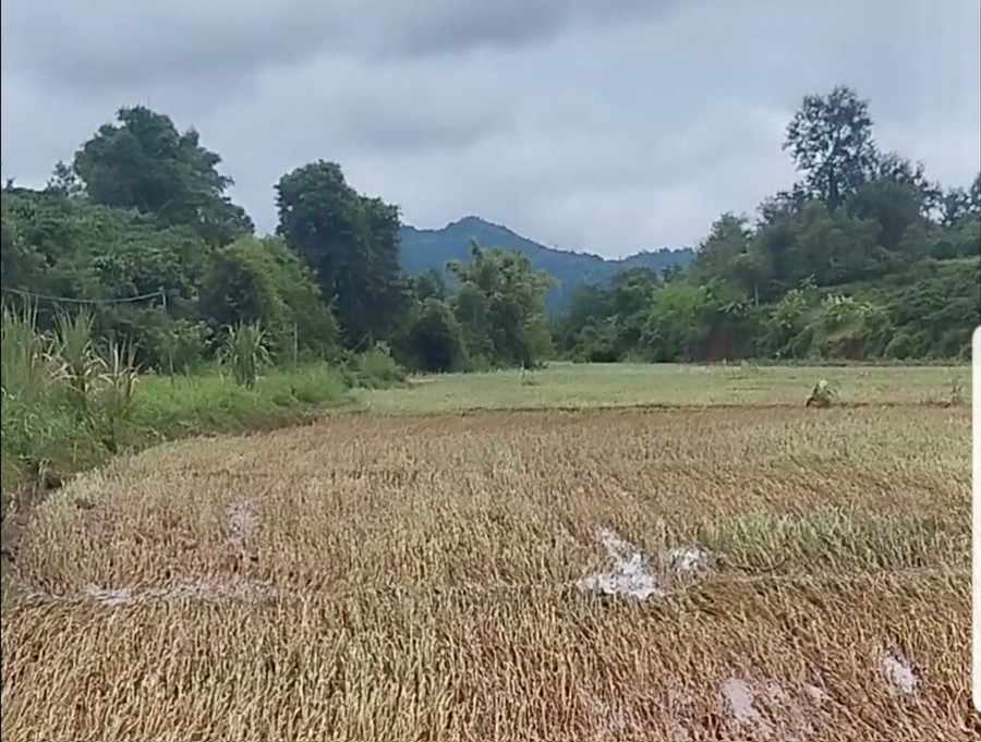 Mưa lớn kéo dài làm một số diện tích lúa của người dân ở xã Ia Vê ngã đổ, vùi trong bùn, đất. Ảnh: Cơ quan chức năng cung cấp. Mưa lớn kéo dài làm một số diện tích lúa của người dân ở xã Ia Vê ngã đổ, vùi trong bùn, đất. Ảnh: Cơ quan chức năng cung cấp.