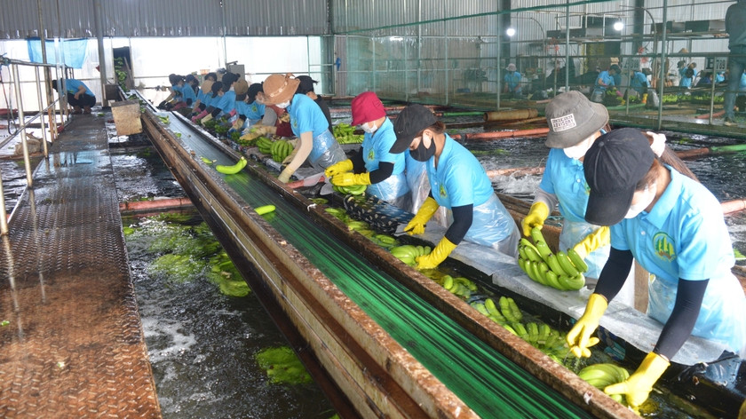 Công nhân làm việc tại Công ty cổ phần Nông nghiệp công nghệ cao Hưng Sơn (huyện Đak Đoa). Ảnh: Anh Huy