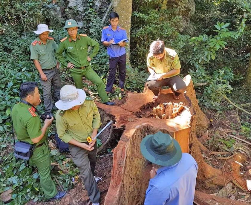 Lực lượng chức năng huyện Kbang khám nghiệm hiện trường một vụ phá rừng. Ảnh: H.V