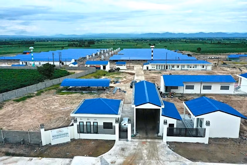 Tỉnh Gia Lai đang có nhiều dự án chăn nuôi heo được cấp phép đầu tư. Ảnh: H.D