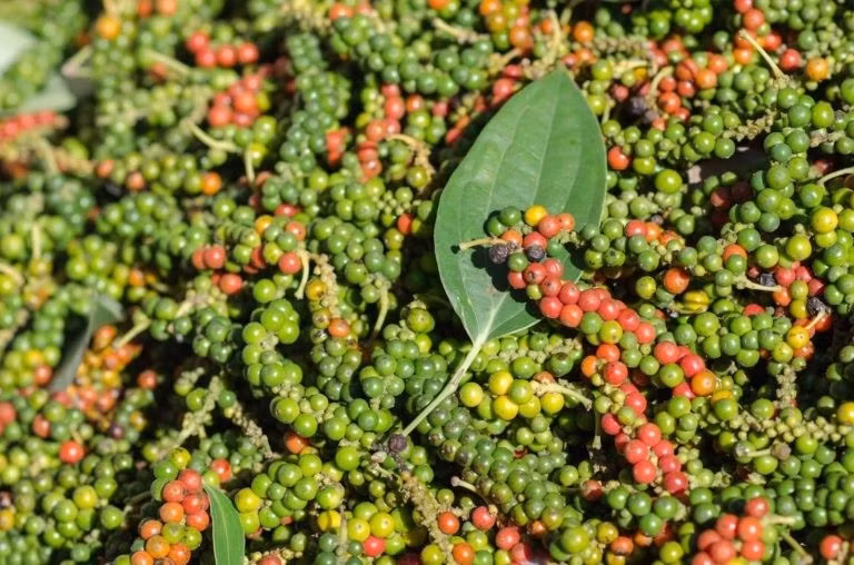 Giá hồ tiêu hôm nay (15-9) tại thị trường trong nước tăng nhẹ ở một số địa phương trọng điểm, giao dịch từ 152.000-156.000 đồng/kg. Ảnh minh họa