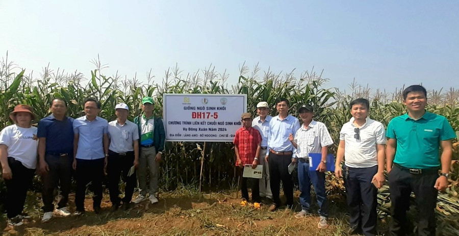 Các đại biểu và đại diện người dân làng Amo tại hội thảo đầu bờ Mô hình trồng ngô sinh khối giống ĐH 17-5. Ảnh: Hoàng Viên Các đại biểu và đại diện người dân làng Amo tại hội thảo đầu bờ Mô hình trồng ngô sinh khối giống ĐH 17-5. Ảnh: Hoàng Viên