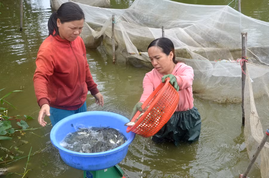 Hợp tác xã cá giống xã Ia Peng (huyện Phú Thiện) cung ứng cá giống nước ngọt cho khách hàng. Ảnh: Trần Đức