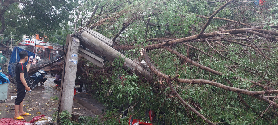 Cây cổ thụ ngã đổ đè gãy 1 trụ điện hạ thế bên đường Nguyễn Thái Học. Ảnh Trần Đức Cây cổ thụ ngã đổ đè gãy 1 trụ điện hạ thế bên đường Nguyễn Thái Học. Ảnh Trần Đức