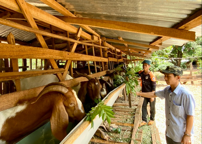 Gia Lai triển khai nhiều giải pháp để kéo giảm tỷ lệ hộ nghèo trong đồng bào dân tộc thiểu số. Ảnh: Hà Duy