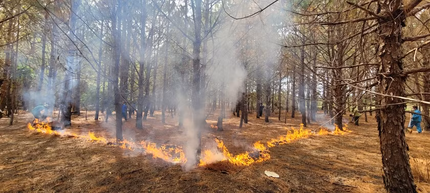 Ban Quản lý Vườn Quốc gia Kon Ka Kinh (huyện Mang Yang) phối hợp với các tổ nhận khoán đốt thực bì có điều khiển. Ảnh: Phương Vi