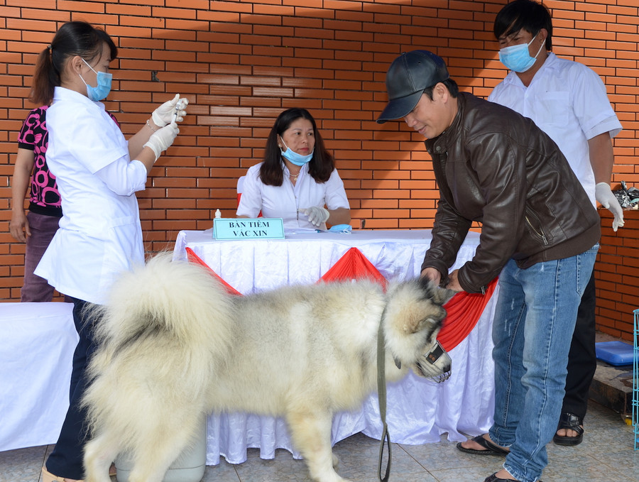 Người dân TP. Pleiku chủ động tiêm vắc xin phòng bệnh dại cho chó. Ảnh: Trần Đức Người dân TP. Pleiku chủ động tiêm vắc xin phòng bệnh dại cho chó. Ảnh: Trần Đức
