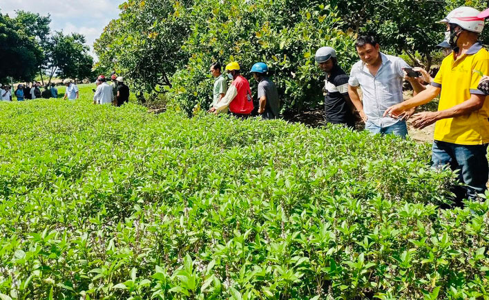 Các hộ dân tham quan diện tích trồng húng quế đến kỳ thu hoạch. Ảnh: Vũ Chi