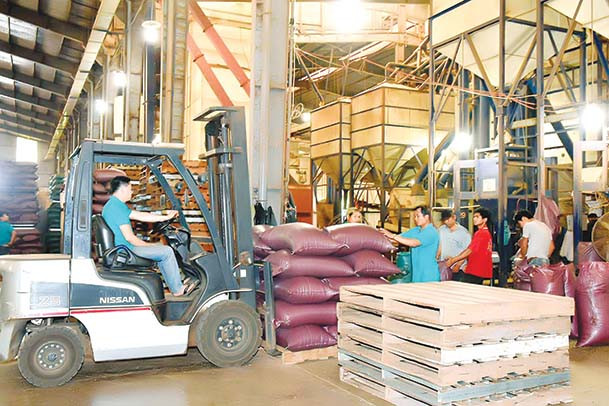 Các doanh nghiệp chuẩn bị nguồn hàng nông sản chủ lực phục vụ xuất khẩu. Ảnh: T.L