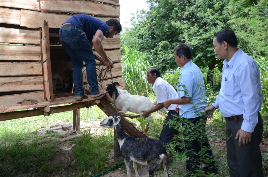 Nhiều hộ dân tộc thiểu số tại xã Ia Rtô (thị xã Ayun Pa) được hỗ trợ con giống dê Bách Thảo để làm sinh kế. Ảnh: Trần Đức