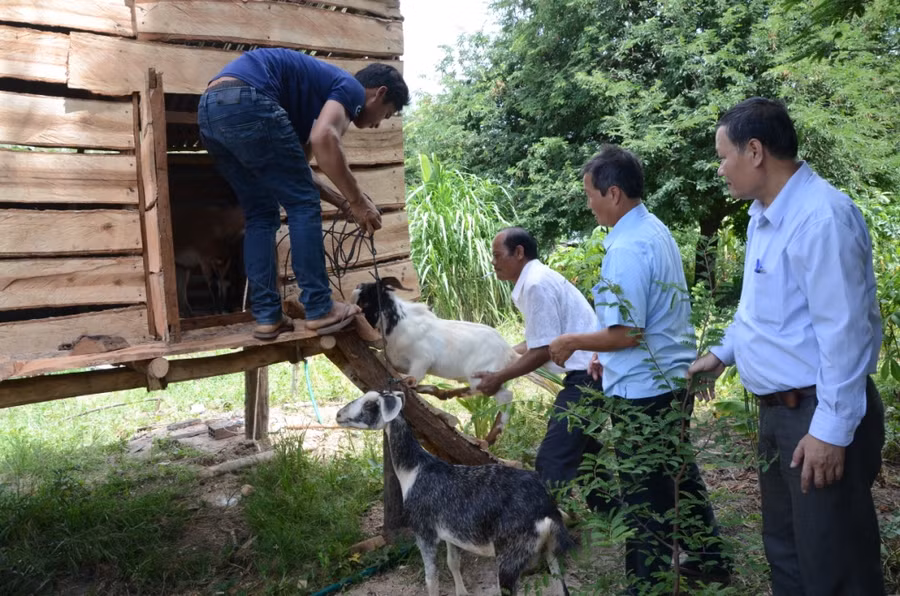 Nhiều hộ dân tộc thiểu số tại xã Ia Rtô (thị xã Ayun Pa) được hỗ trợ con giống dê Bách Thảo để làm sinh kế. Ảnh: Trần Đức Nhiều hộ dân tộc thiểu số tại xã Ia Rtô (thị xã Ayun Pa) được hỗ trợ con giống dê Bách Thảo để làm sinh kế. Ảnh: Trần Đức