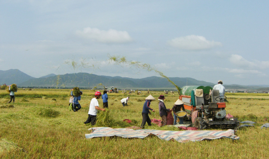 Nông dân huyện Phú Thiện thu hoạch lúa. Ảnh: Trần Đức