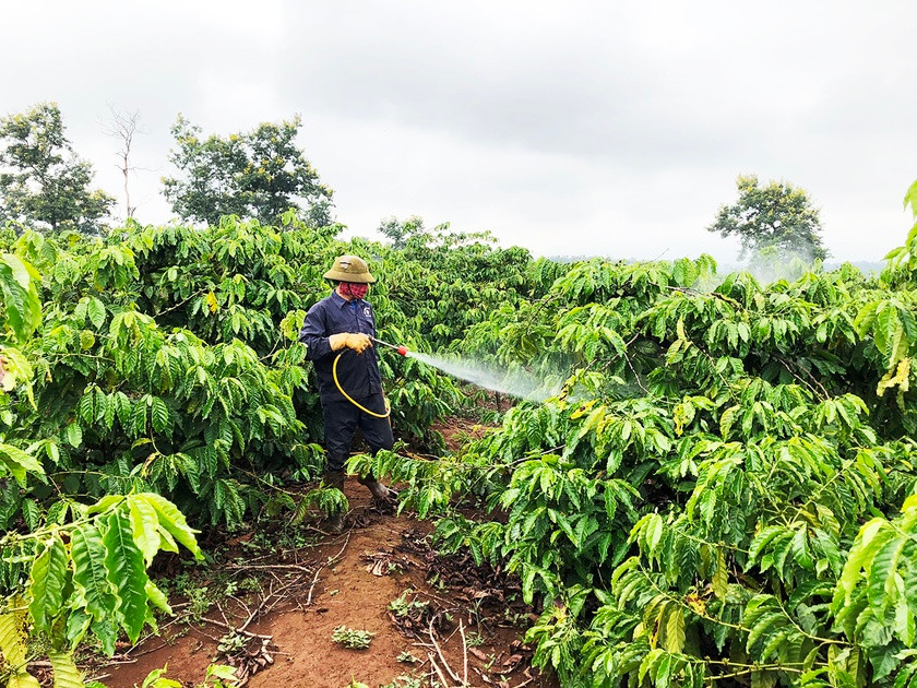 Người dân xã Ia Sao (huyện Ia Grai) phun thuốc trừ rệp cho cây cà phê. Ảnh: Lê Nam Người dân xã Ia Sao (huyện Ia Grai) phun thuốc trừ rệp cho cây cà phê. Ảnh: Lê Nam