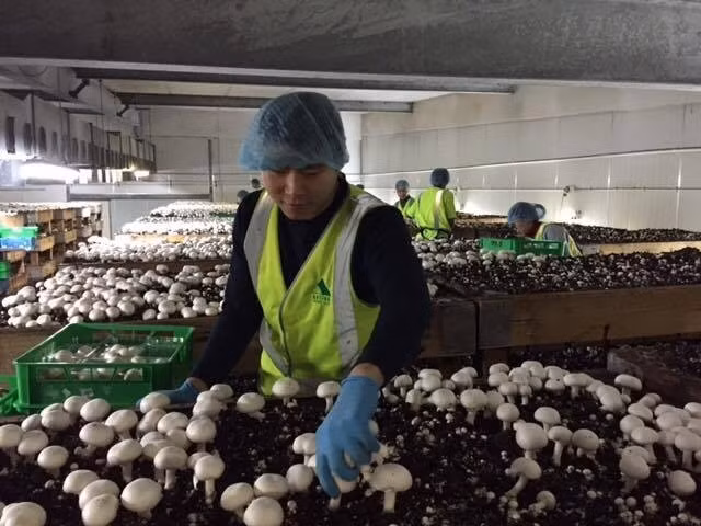 Lao động làm việc trong trang trại nông nghiệp tại Australia. Ảnh minh họa nguồn: Molisa.gov.vn