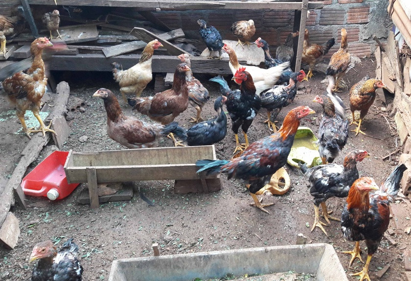 Nguy cơ dịch cúm gia cầm xâm nhập địa bàn tỉnh là rất lớn. Ảnh: Lương Thanh Nguy cơ dịch cúm gia cầm xâm nhập địa bàn tỉnh là rất lớn. Ảnh: Lương Thanh