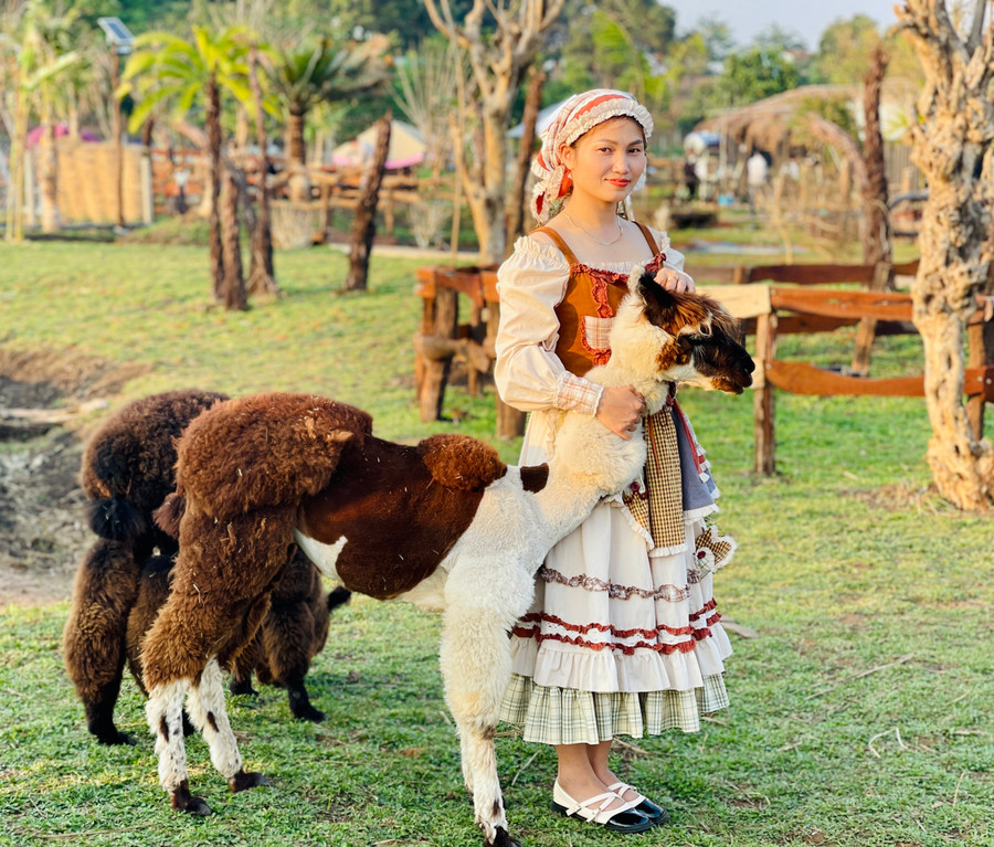 Các bạn trẻ check-in cùng lạc đà Alpaca trên nông trại. Ảnh: Mai Ka Các bạn trẻ check-in cùng lạc đà Alpaca trên nông trại. Ảnh: Mai Ka