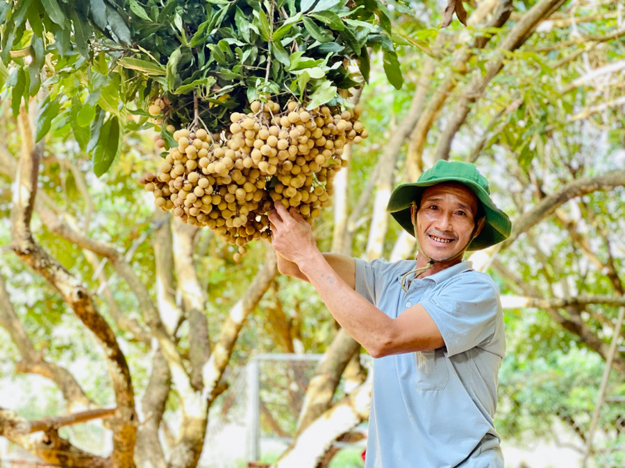Việc tổ chức bình tuyển, công nhận cây đầu dòng góp phần duy trì nguồn giống chất lượng, nâng cao hiệu quả sản xuất. Ảnh: Mai Ka Việc tổ chức bình tuyển, công nhận cây đầu dòng góp phần duy trì nguồn giống chất lượng, nâng cao hiệu quả sản xuất. Ảnh: Mai Ka