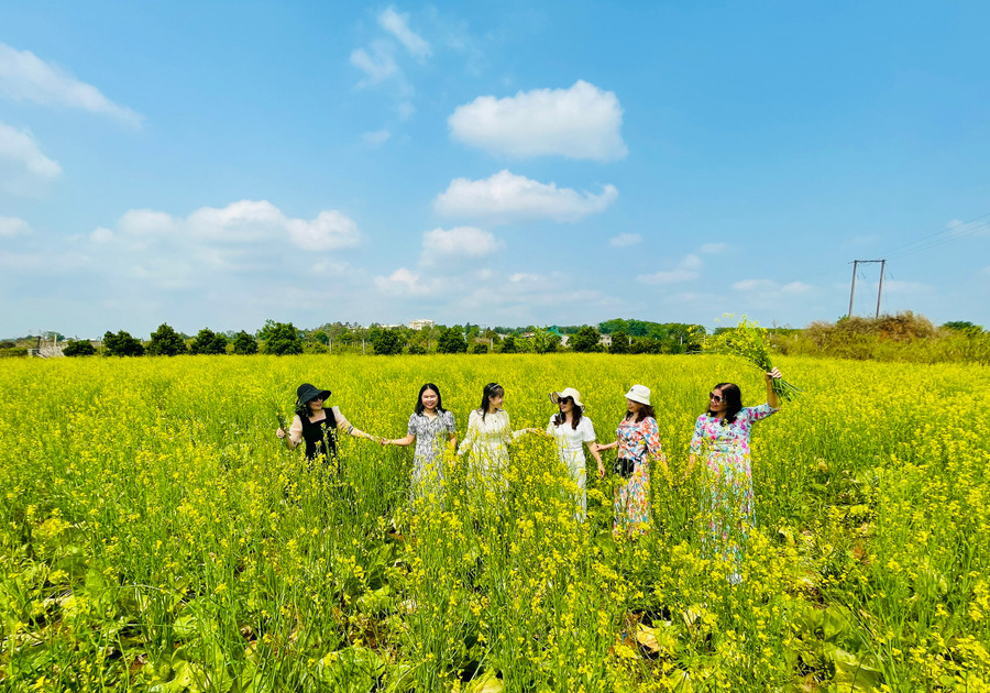 Cánh đồng hoa cải trải dài rực rỡ ở ngoại ô Pleiku. Ảnh: Mai Ka Cánh đồng hoa cải trải dài rực rỡ ở ngoại ô Pleiku. Ảnh: Mai Ka