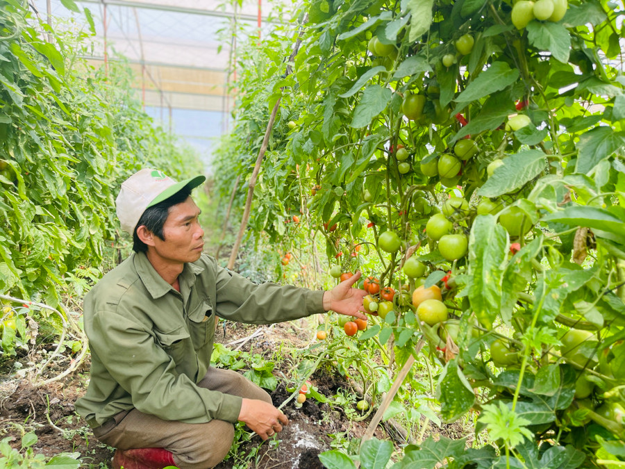 Việc xây dựng mô hình sản xuất theo tiêu chuẩn VietGAP đáp ứng yêu cầu phát triển nông nghiệp bền vững. Ảnh: Trần Dung