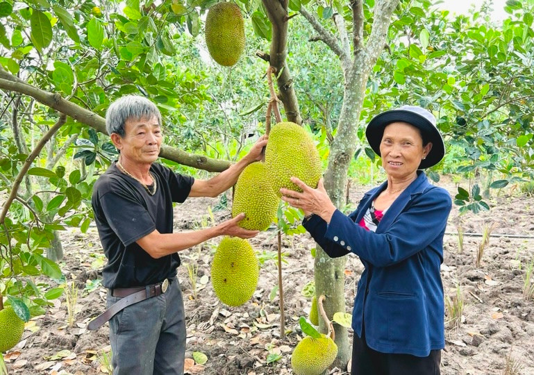 Người dân Phú Thiện tích cực chuyển đổi diện tích cây trồng kém hiệu quả sang trồng các loại cây ăn trái có hiệu quả kinh tế cao. Ảnh: Mai Ka Người dân Phú Thiện tích cực chuyển đổi diện tích cây trồng kém hiệu quả sang trồng các loại cây ăn trái có hiệu quả kinh tế cao. Ảnh: Mai Ka