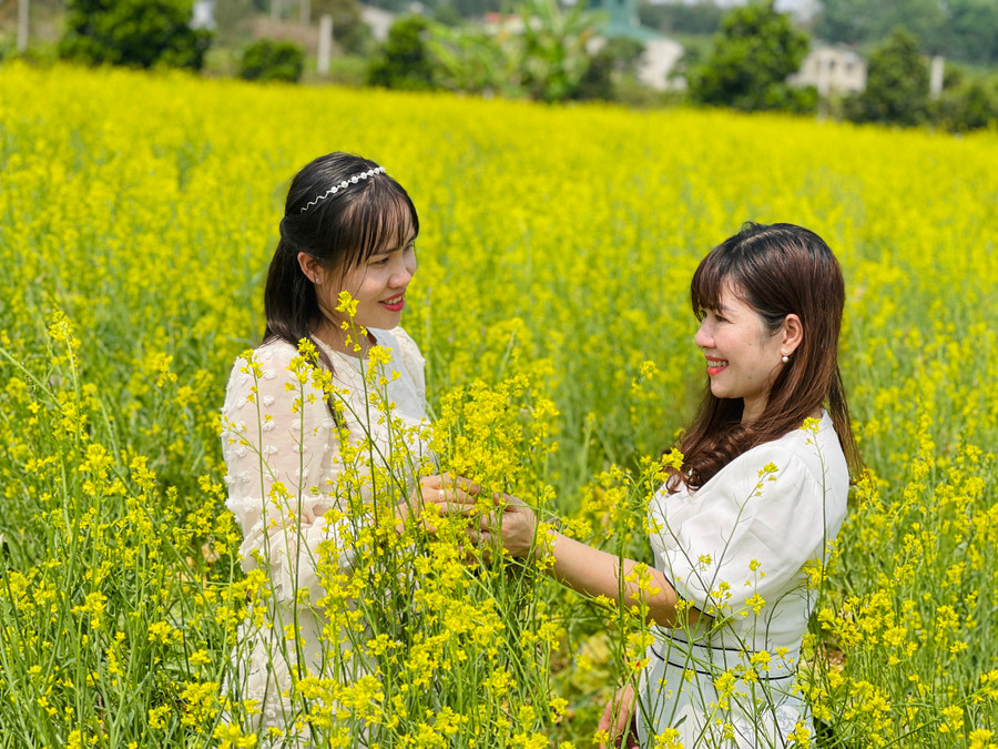 Vẻ đẹp của cánh đồng hoa cải thu hút du khách gần xa về với Pleiku. Ảnh: Mai Ka Vẻ đẹp của cánh đồng hoa cải thu hút du khách gần xa về với Pleiku. Ảnh: Mai Ka