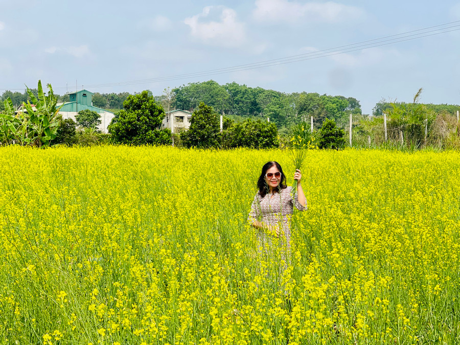 Cánh đồng hoa cải đang độ nở rộ. Ảnh: Mai Ka Cánh đồng hoa cải đang độ nở rộ. Ảnh: Mai Ka