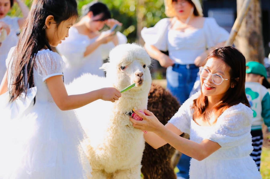 Sức “hút” của những chú lạc đà Alpaca giúp nông trại có ngày đón trên 1.000 lượt khách ghé thăm. Ảnh: Mai Ka Sức “hút” của những chú lạc đà Alpaca giúp nông trại có ngày đón trên 1.000 lượt khách ghé thăm. Ảnh: Mai Ka