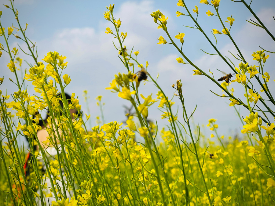 Cánh hoa màu vàng đơn thuần, mỏng manh kết hợp với màu xanh của lá tạo nên khung cảnh rất “thơ”. Ảnh: Mai Ka Cánh hoa màu vàng đơn thuần, mỏng manh kết hợp với màu xanh của lá tạo nên khung cảnh rất “thơ”. Ảnh: Mai Ka