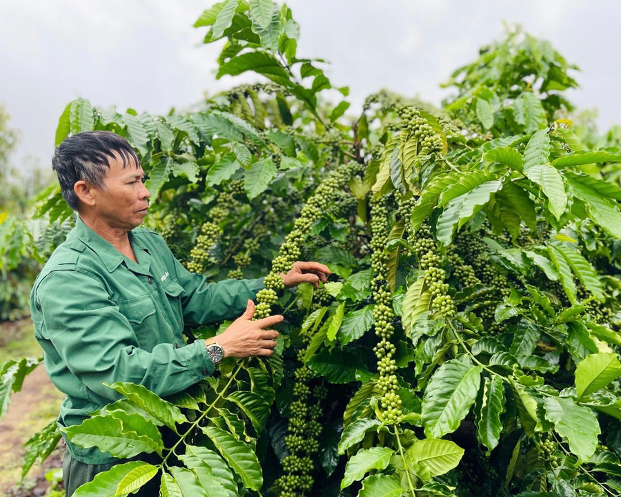Sản xuất theo chuỗi liên kết trên các loại cây trồng đã mang lại kết quả vượt trội. Ảnh: Trần Dung Sản xuất theo chuỗi liên kết trên các loại cây trồng đã mang lại kết quả vượt trội. Ảnh: Trần Dung