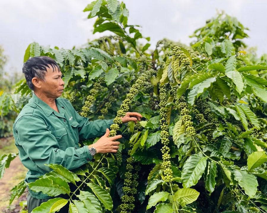 Sản xuất theo chuỗi liên kết trên các loại cây trồng đã mang lại kết quả vượt trội. Ảnh: Trần Dung