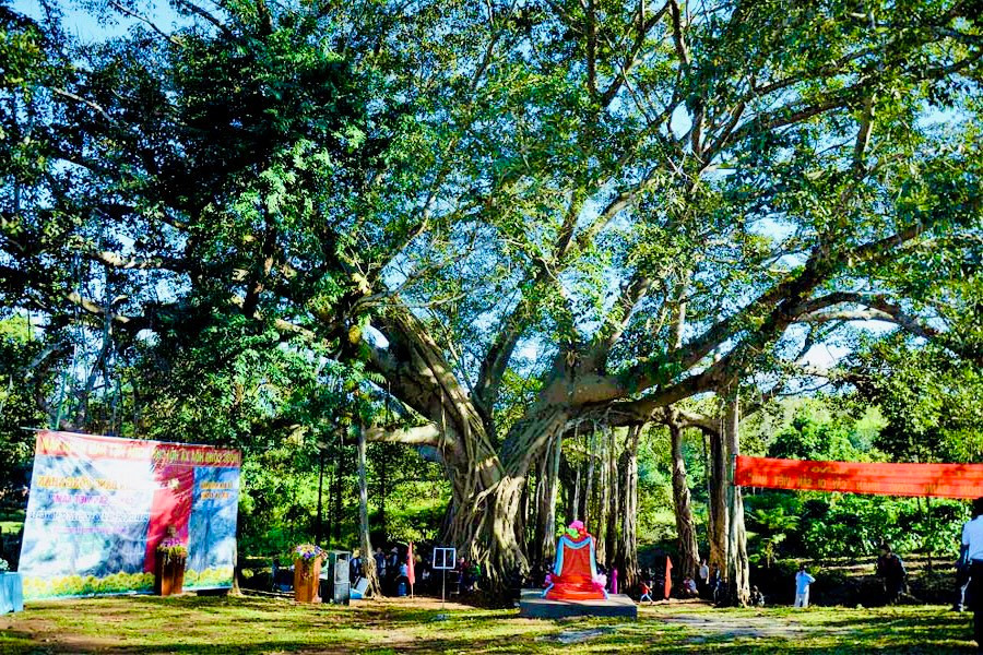 Cây Đa làng Ghè (xã Ia Dơk) được công nhận là &quot;Cây Di sản Việt Nam&quot; đã làm tôn thêm giá trị lịch sử, văn hóa của vùng đất Đức Cơ. Ảnh: Mai Ka