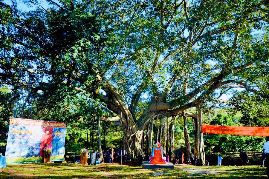 Cây Đa làng Ghè (xã Ia Dơk) được công nhận là "Cây Di sản Việt Nam" đã làm tôn thêm giá trị lịch sử, văn hóa của vùng đất Đức Cơ. Ảnh: Mai Ka